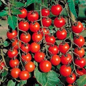 Старскрим F1 - томат детерминантный, Lark Seeds (Ларк Сидс), США фото, цена